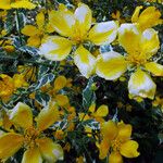 Hypericum balearicum