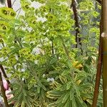 Euphorbia × martini Hostoa
