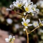 Saxifraga paniculata 花