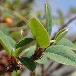 Cotoneaster integerrimus Habit