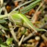 Tragopogon hybridus Otro