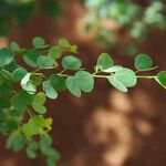 Bauhinia rufescens पत्ता