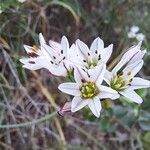 Nothoscordum gracile 花