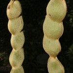 Mucuna holtonii Плод