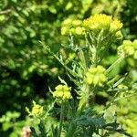 Senecio sylvaticusFlor