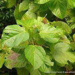 Myriocarpa longipes Leaf