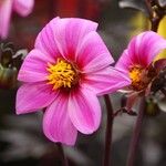 Dahlia merckii Other