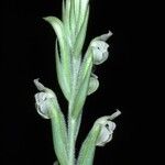 Sarcoglottis acaulis Flor