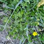 Potentilla brauneana Mosusu
