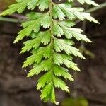 Asplenium aethiopicum Blad