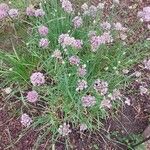 Allium angulosum 花