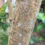 Cinnamomum verum 樹皮