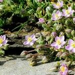 Spergularia rupicola Blomma