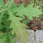 Quercus macrocarpa Blatt