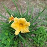 Hemerocallis lilioasphodelusFlor