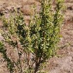 Baccharis pilularis Blad