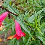 Penstemon barbatus Hoja