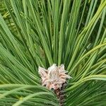 Pinus nigra Blad