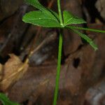 Galium circaezans Leaf