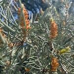 Pinus monophylla ফুল