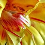 Tulipa agenensis Kwiat