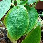 Piper hispidum Leaf
