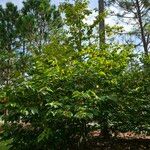 Halesia diptera Habitat