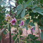 Pericopsis angolensis Fiore