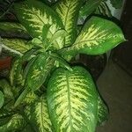 Dieffenbachia seguine葉