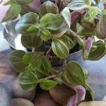 Tradescantia fluminensisLeaf