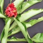 Costus lima Fruit