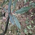 Carya aquatica Liść