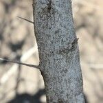 Flacourtia indica Bark