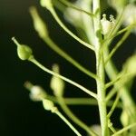 Lepidium draba Fruit