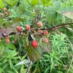 Rubus argutusFruit