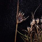 Juncus duthiei Habitat