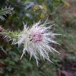 Cirsium spinosissimumΛουλούδι