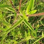 Aspilia mossambicensis Hoja