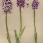 Orchis × angusticruris 整株植物