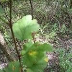 Crataegus viridis Folio