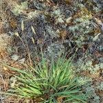 Dianella adenanthera Hoja