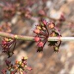 Rumex brownii ফুল