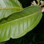 Miconia trinervia Hoja