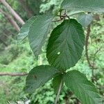 Viburnum dilatatum Leaf