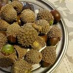 Quercus libani Fruit