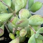 Cotyledon pendens Hoja