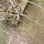 Bulbophyllum calyptratum Pokrój