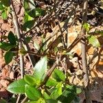 Vaccinium angustifolium Folha