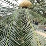 Cycas pectinata Habit