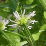 Erigeron annuus Blüte
